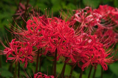 彼岸花|彼岸花（ヒガンバナ）ってどんな花？別名や赤・黄色。